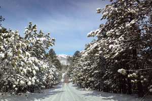 Winter